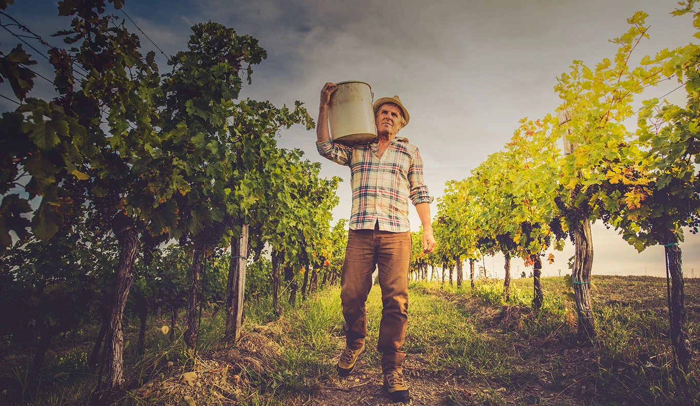 GÜRCİSTAN BAĞ BOZUMU ROTASI